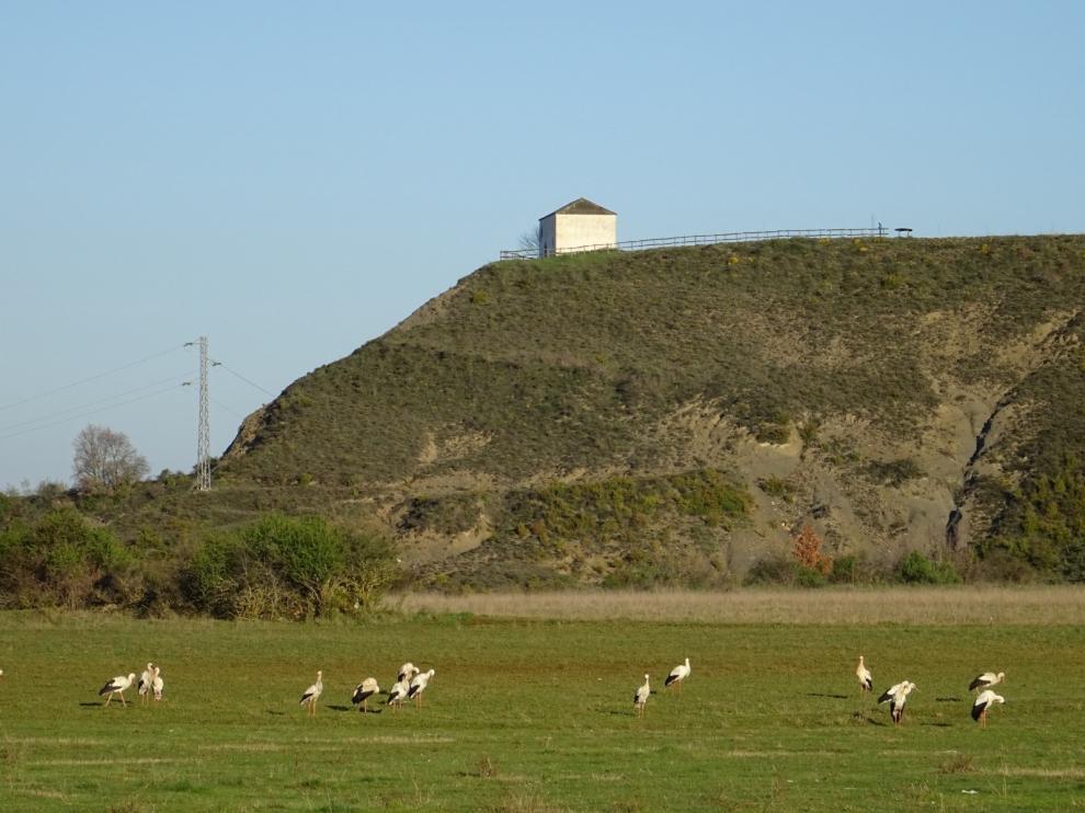 Cigüeñas en Sabiñánigo
