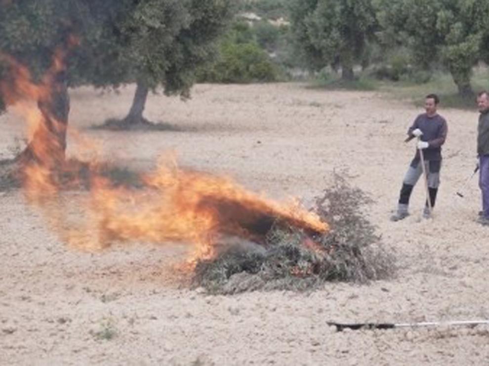 Agilizan los trámites para las quemas en olivares