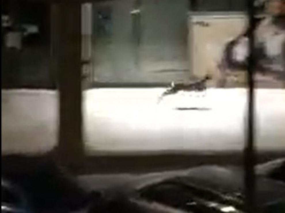 Un corzo aprovecha para dar un paseo nocturno por las callles de Graus