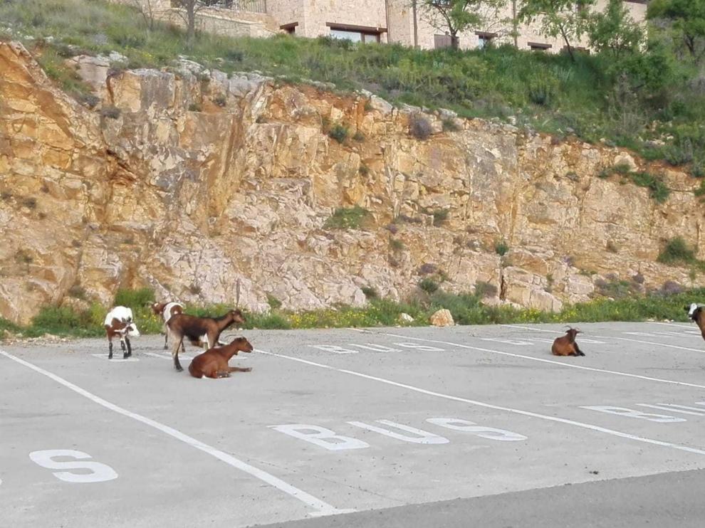 Unas cabras bien aparcadas