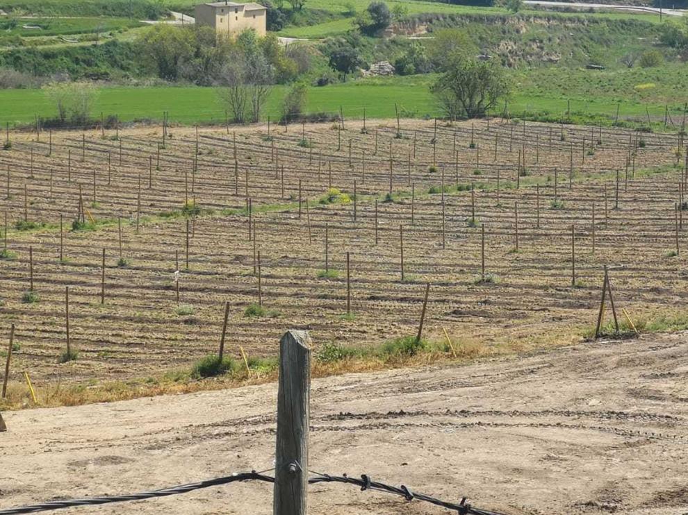 La campaña de Tomate Rosa en el Somontano se prevé similar a la de 2019