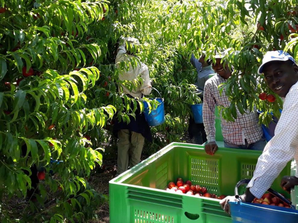 La falta de mano de obra preocupa a la agricultura