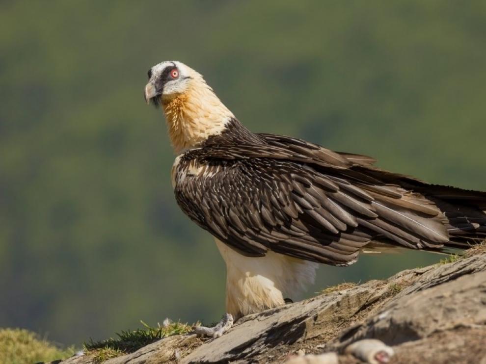El quebrantahuesos intenta criar por primera vez en el Moncayo