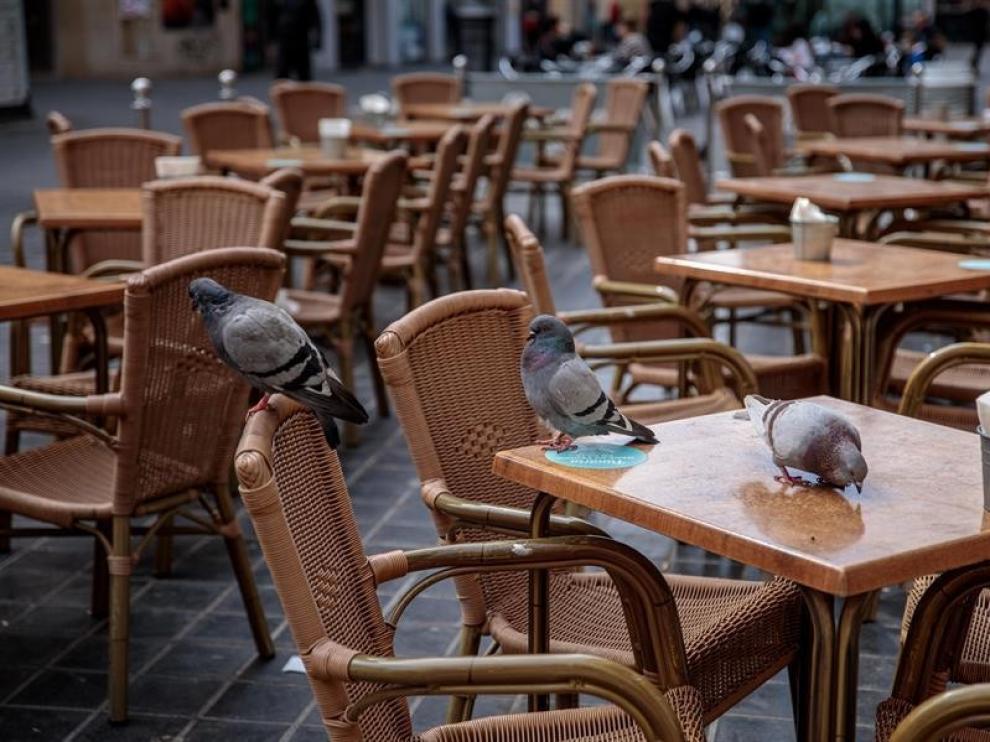 Las ciudades, un oasis efímero para animales en el confinamiento