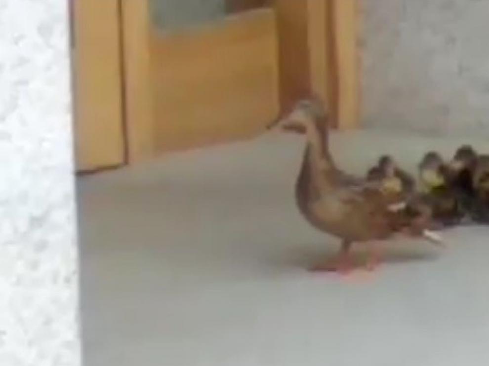 Una pata y sus doce polluelos dan un tranquilo paseo por Graus