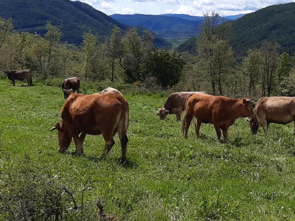 El precio del vacuno en extensivo cae un 40 % por la crisis del coronavirus