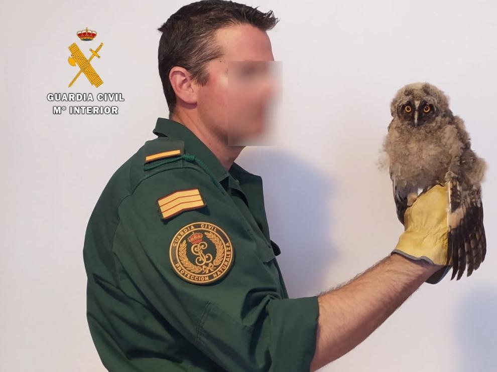 El Seprona, con ayuda ciudadana, rescata una cría de búho chico