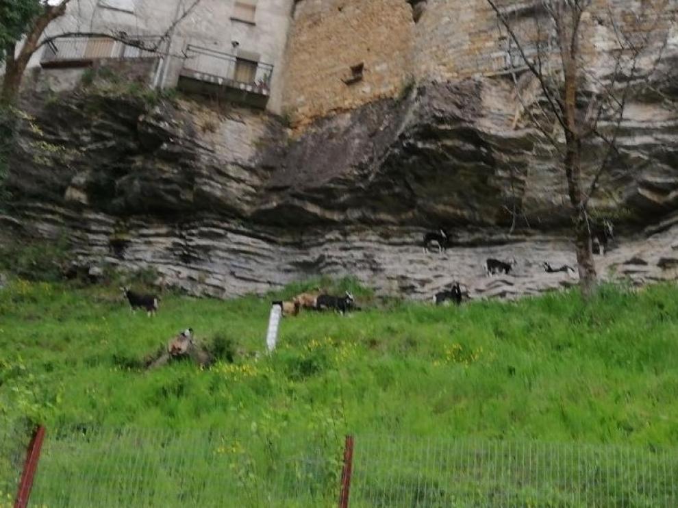 Las cabras vuelven a limpiar de vegetación una ladera en Biescas