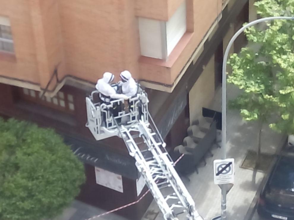 Los bomberos de Huesca retiran un enjambre de abejas en un árbol entre la calle Tarbes y Doctor Cardus Llanas