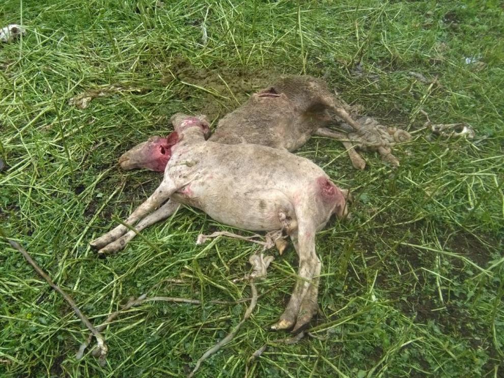 Seis ovejas muertas y cinco malheridas en un ataque en Senés de Alcubierre