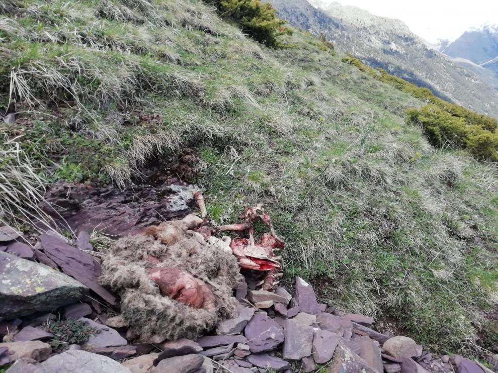 El oso Goiat mata a cuatro ovejas en los últimos cinco días en Gistaín