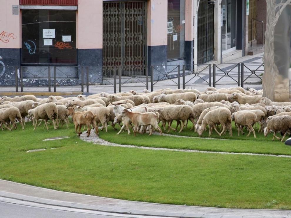Un "mar" de ovejas trashumantes inunda Huesca la mañana de este jueves
