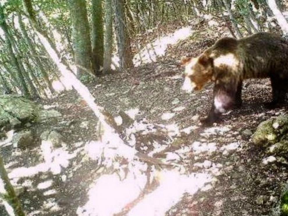 Italia captura un oso escapado de una zona forestal alpina hace nueve meses