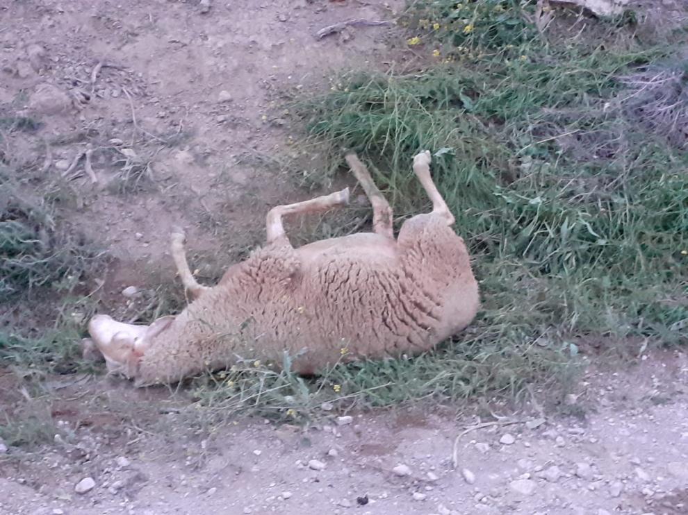 Al menos 20 ovejas muertas y otras 40 desaparecidas por un presunto ataque del lobo en Tardienta