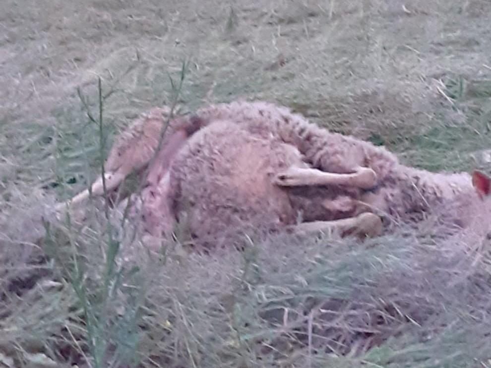 El ataque a ovejas en Tardienta se debe a mordeduras de perro