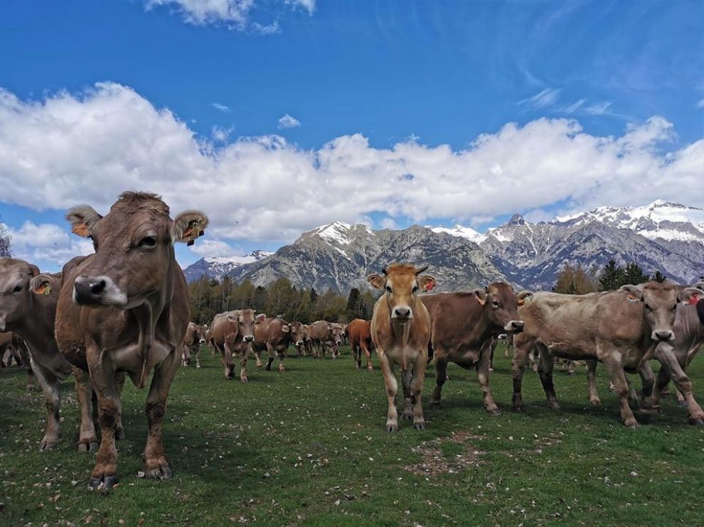 Ganaderos del valle de Benasque llevan sus vacas a pastos más altos