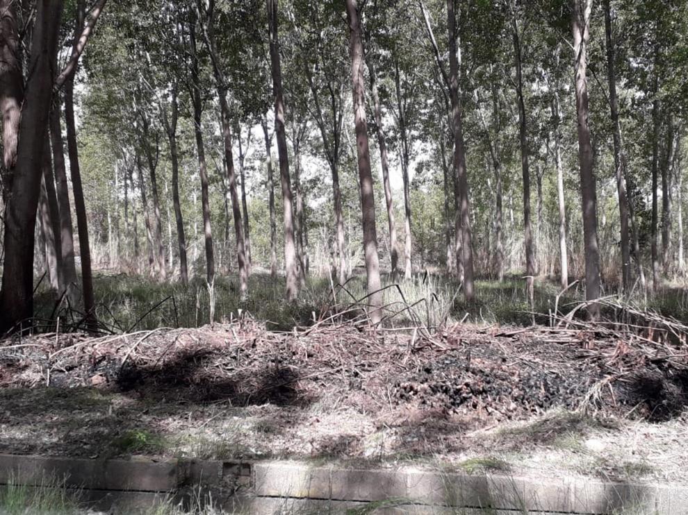 Extinguido el incendio de Monzón tras afectar a 30 hectáreas de la chopera