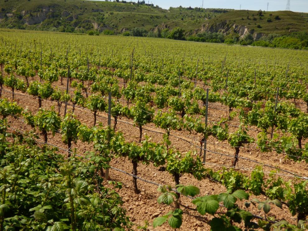 Caída de ventas atípica en las Bodegas de la D.O. Somontano