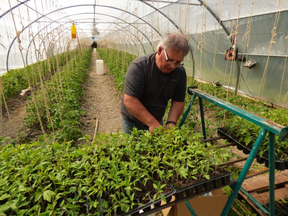La música clásica mejora un 25 % la productividad del Tomate Rosa ecológico