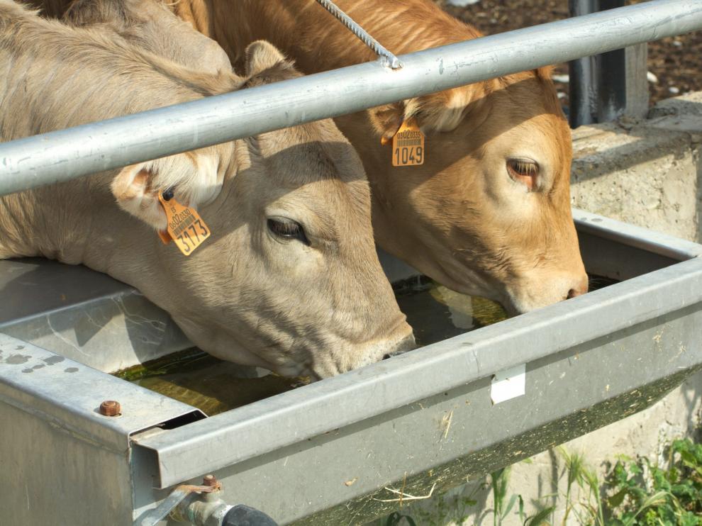 Las ayudas al almacenamiento de carnes de ovino, caprino y vacuno se podrán solicitar desde el jueves