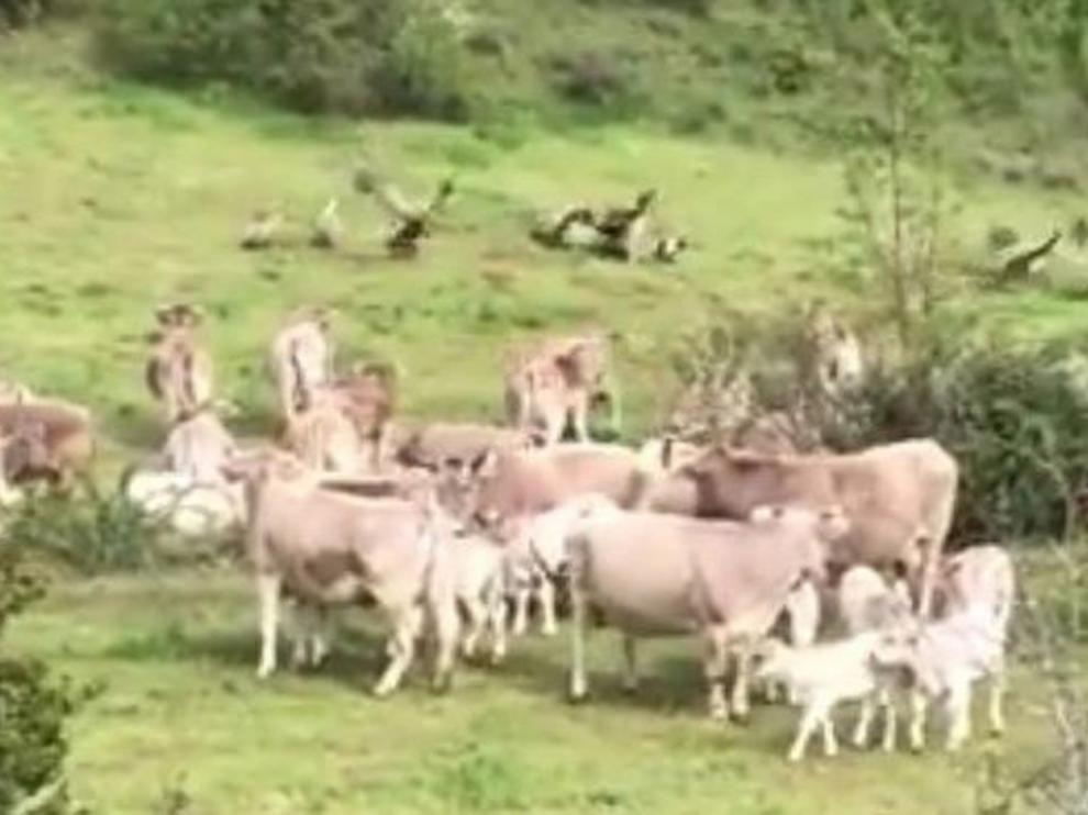Un rebaño de vacas defiende a una madre y su ternero de los buitres en el valle de Benasque