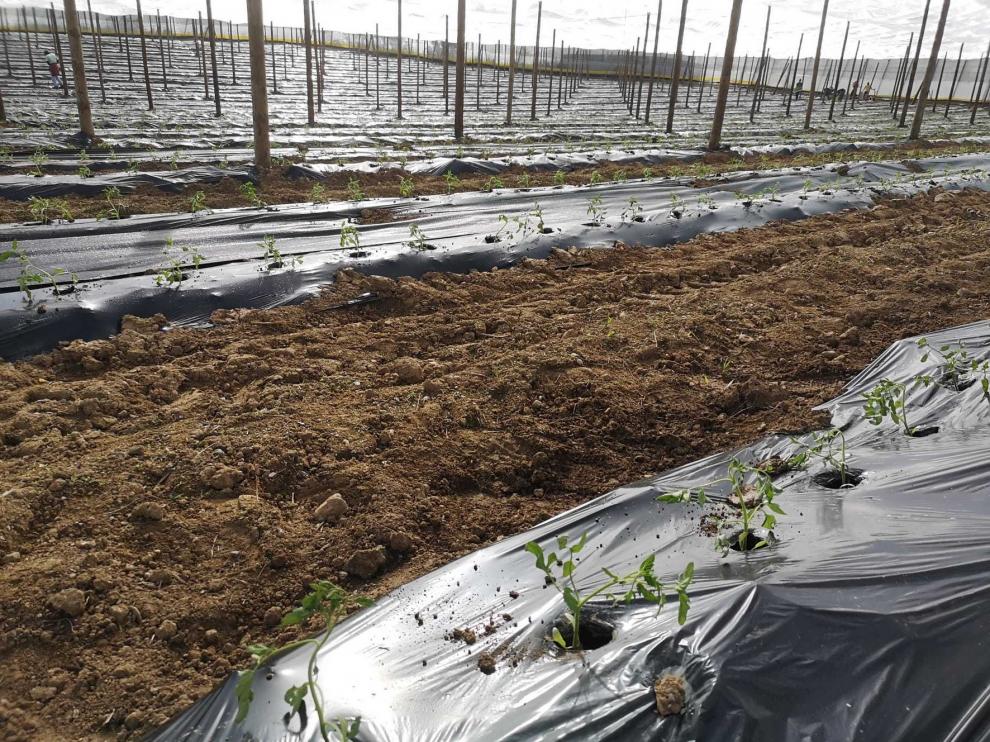 La campaña del Tomate Rosa, en condiciones favorables