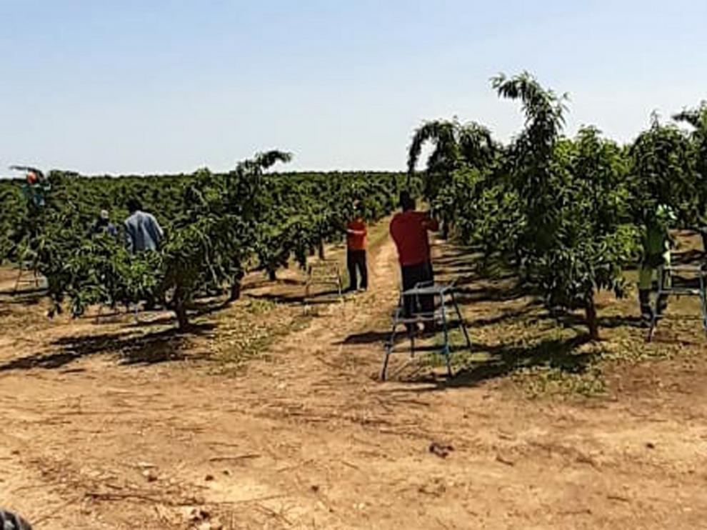 Avisan de falta de mano de obra extranjera para la fruta