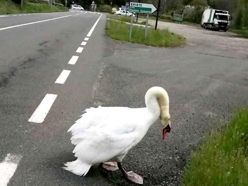 El cisne de Eriste sale del embalse