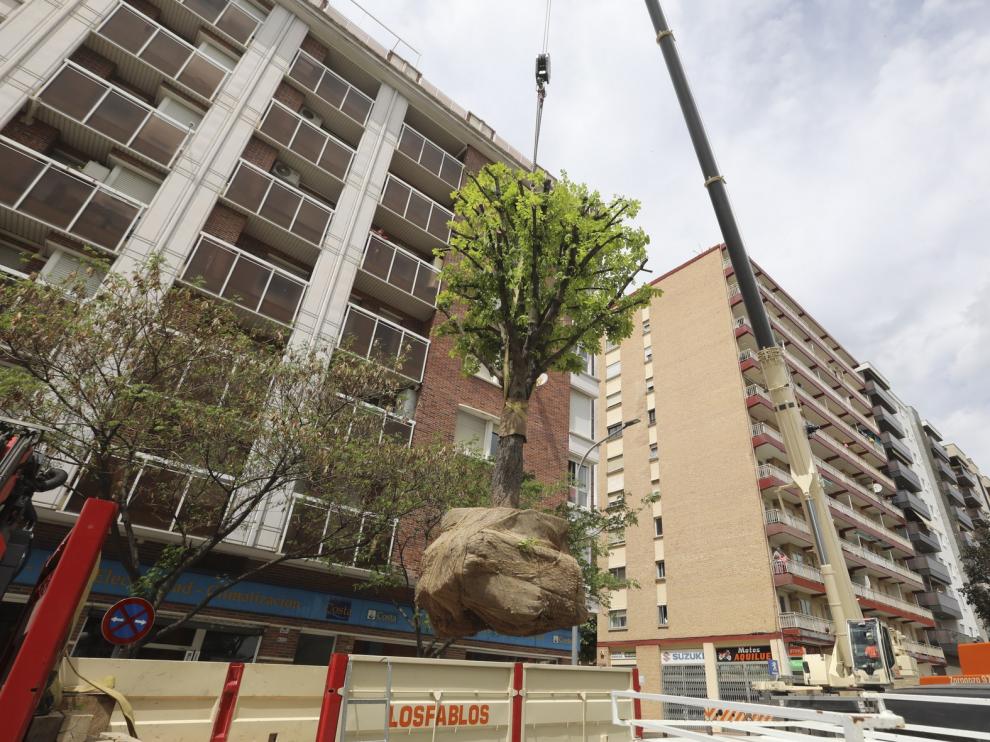 El castaño de la plaza Santo Domingo de Huesca se replanta en el Pasaje Almériz