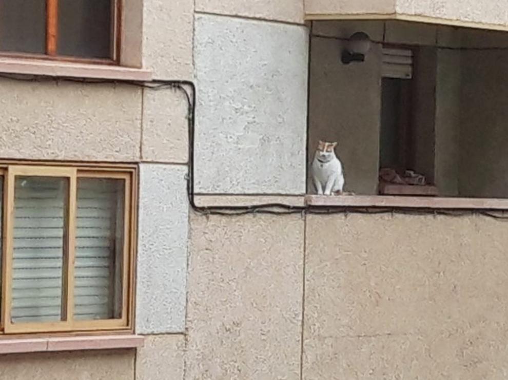 Gatos y coronavirus