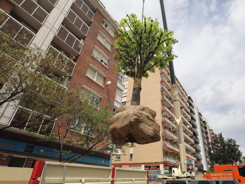 Con Huesca exige que el urbanismo se adapte a los árboles de la ciudad