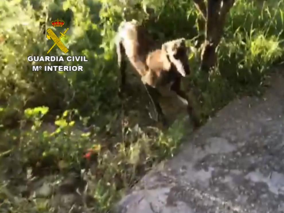 La Guardia Civil recupera dos perros que habían sido robados de una caseta de campo en Monzón