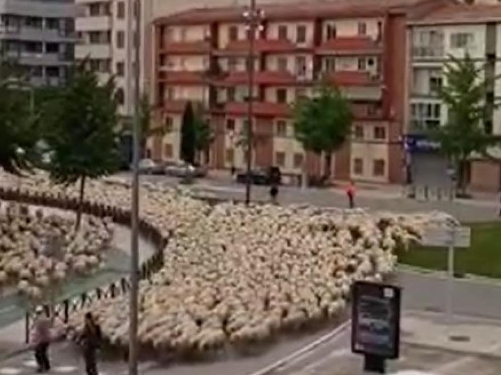 Las ovejas toman algunas calles de Huesca