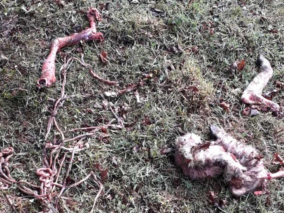Sospechan la presencia del oso en Gistaín por la estampida de un rebaño