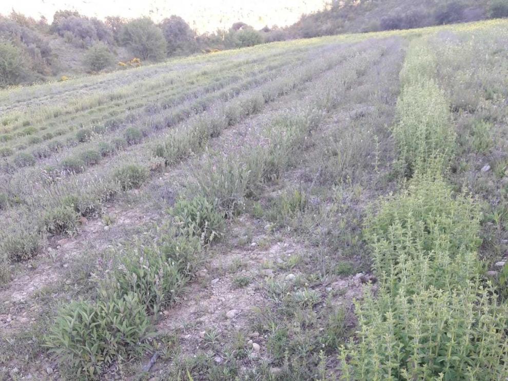 Del cereal de secano a los lavandines: la finca piloto de Jaca demuestra que es viable