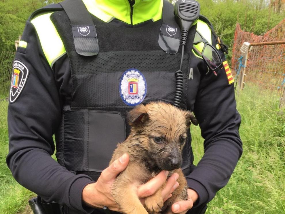 Rescatan ocho perros abandonados en Sabiñánigo