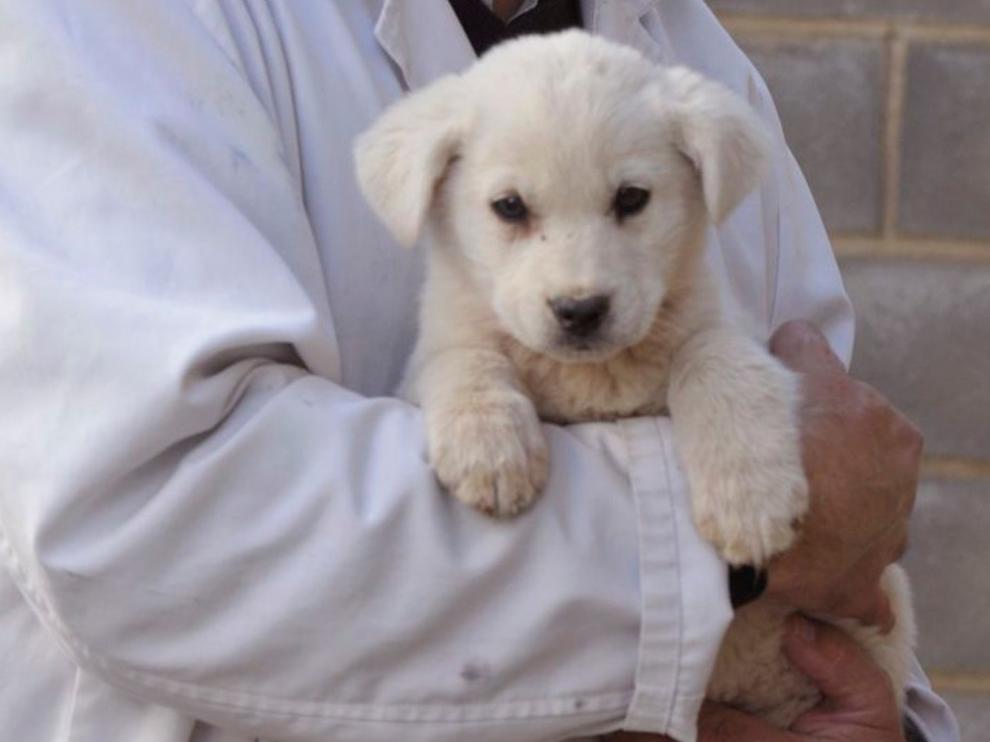 El Centro de Recogida de Animales de la DPH reanuda el servicio de adopciones