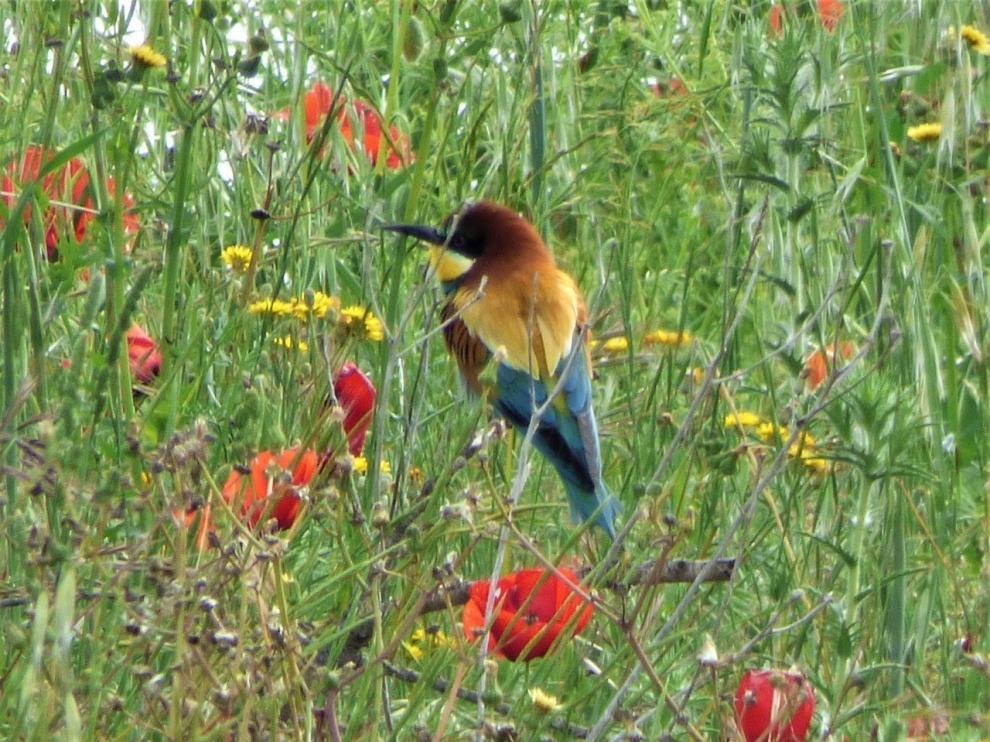 Bello abejaruco entre las flores