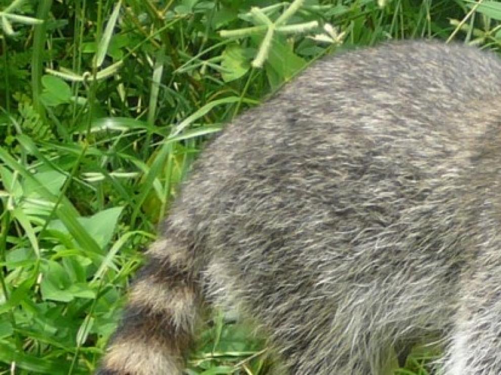 Localizado un mapache atropellado junto a Quinto de Ebro