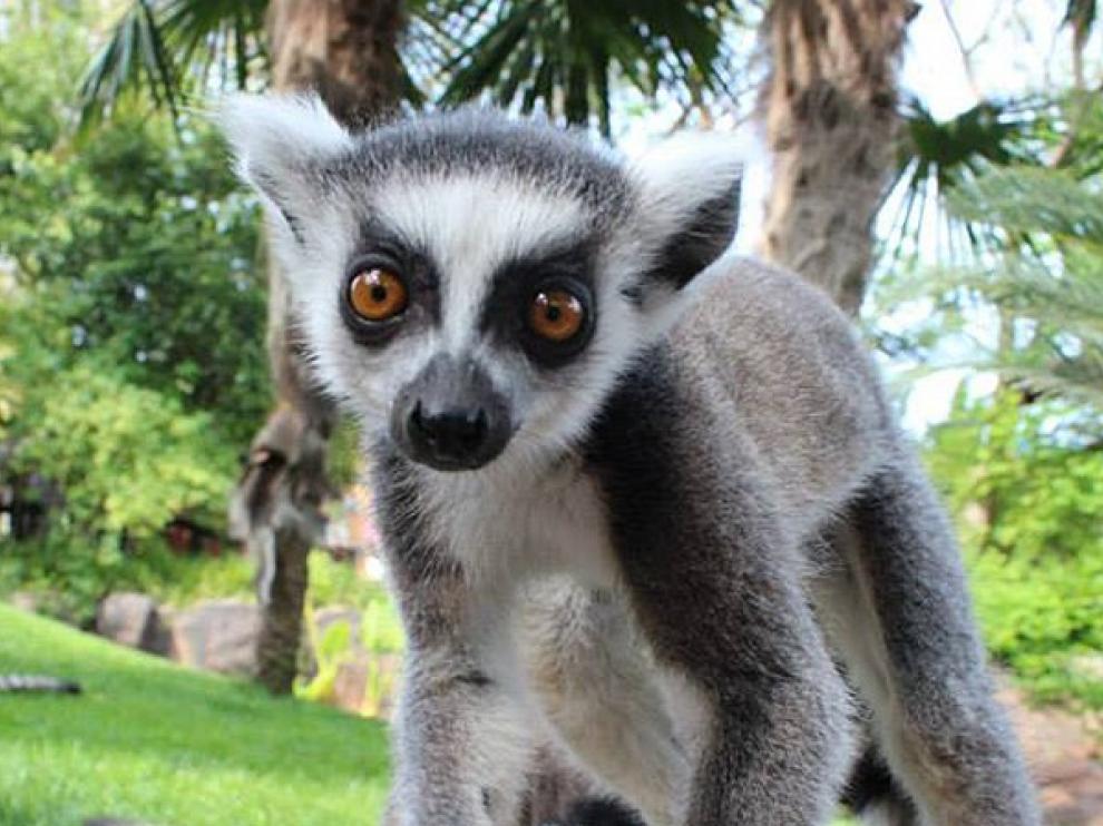 Una nueva vida sin turistas para los animales del zoo de Fuengirola