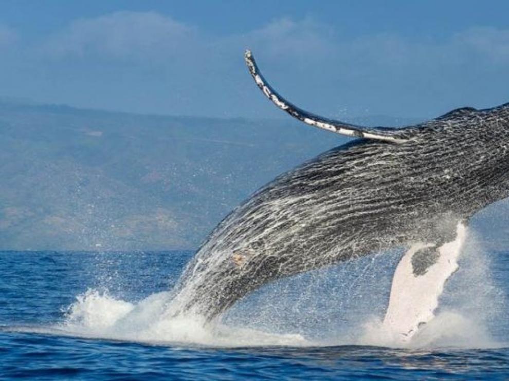 Los buques ponen en peligro las ballenas jorobadas