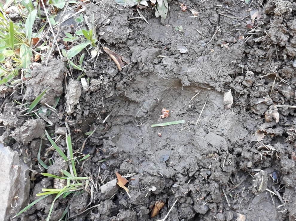 Un oso mata a una oveja en Abi y hallan huellas de Claverina cerca de Hecho
