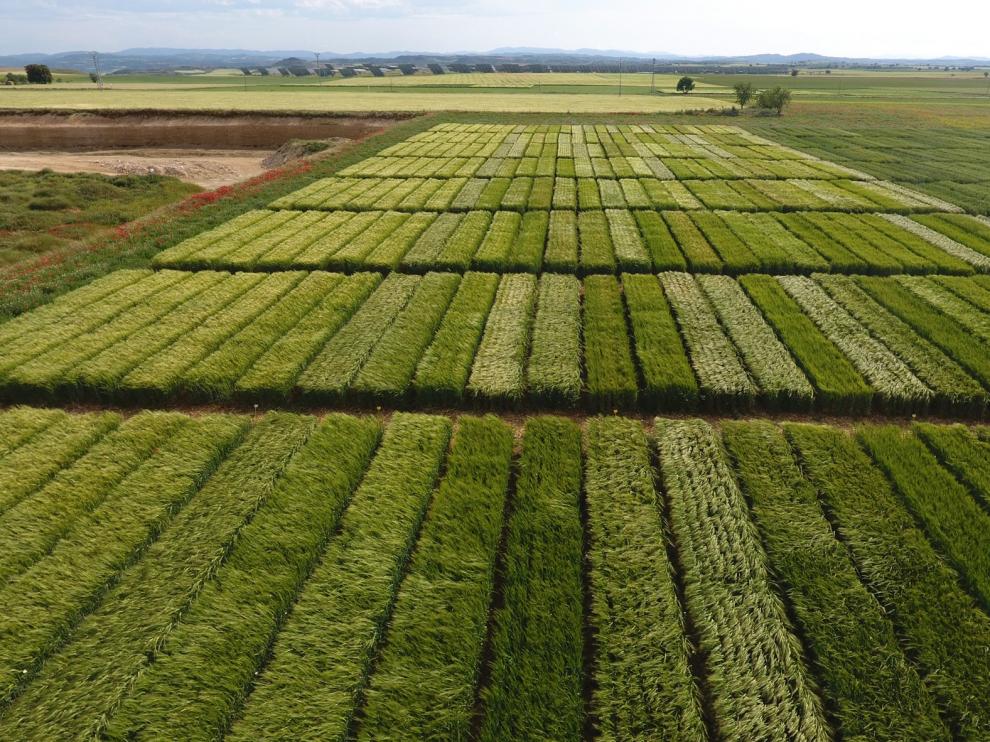 La Red Arax convoca las jornadas virtuales del cereal de invierno