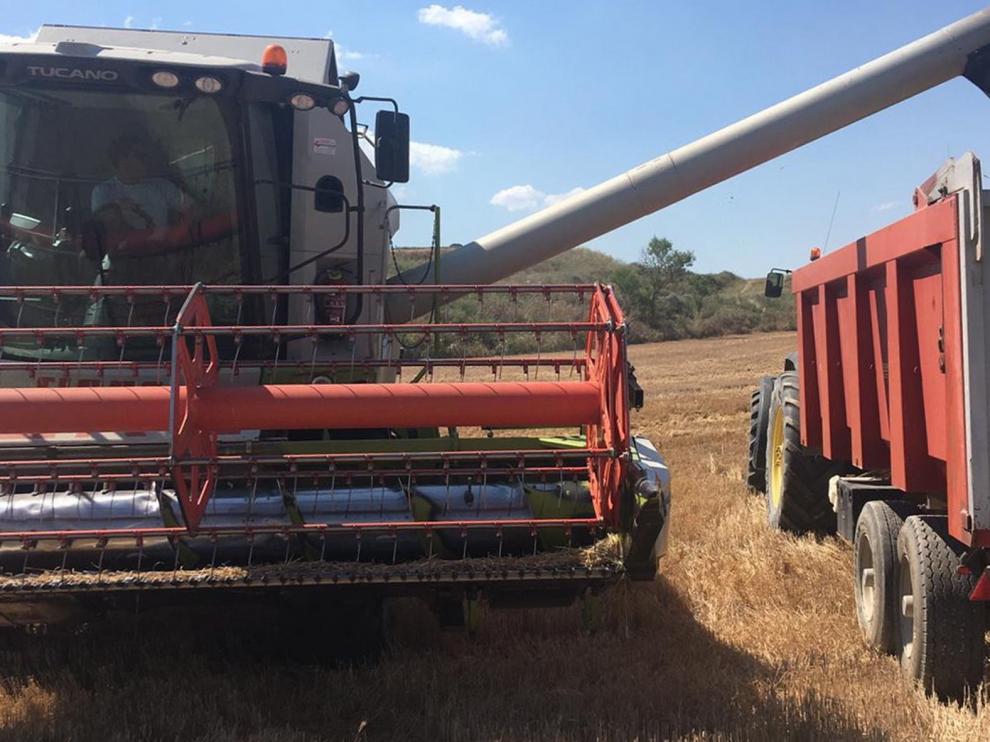 Las primeras cosechadoras entran en los campos de cebada