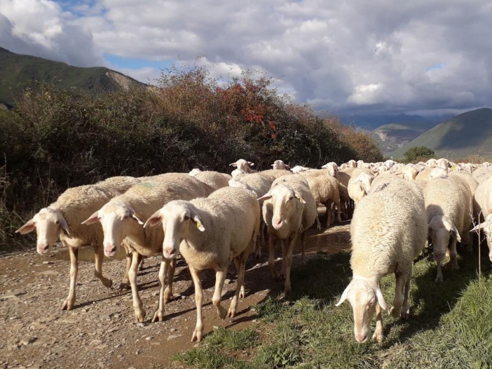 Reclaman medidas concretas para retirar al oso Goiat del Pirineo de Huesca