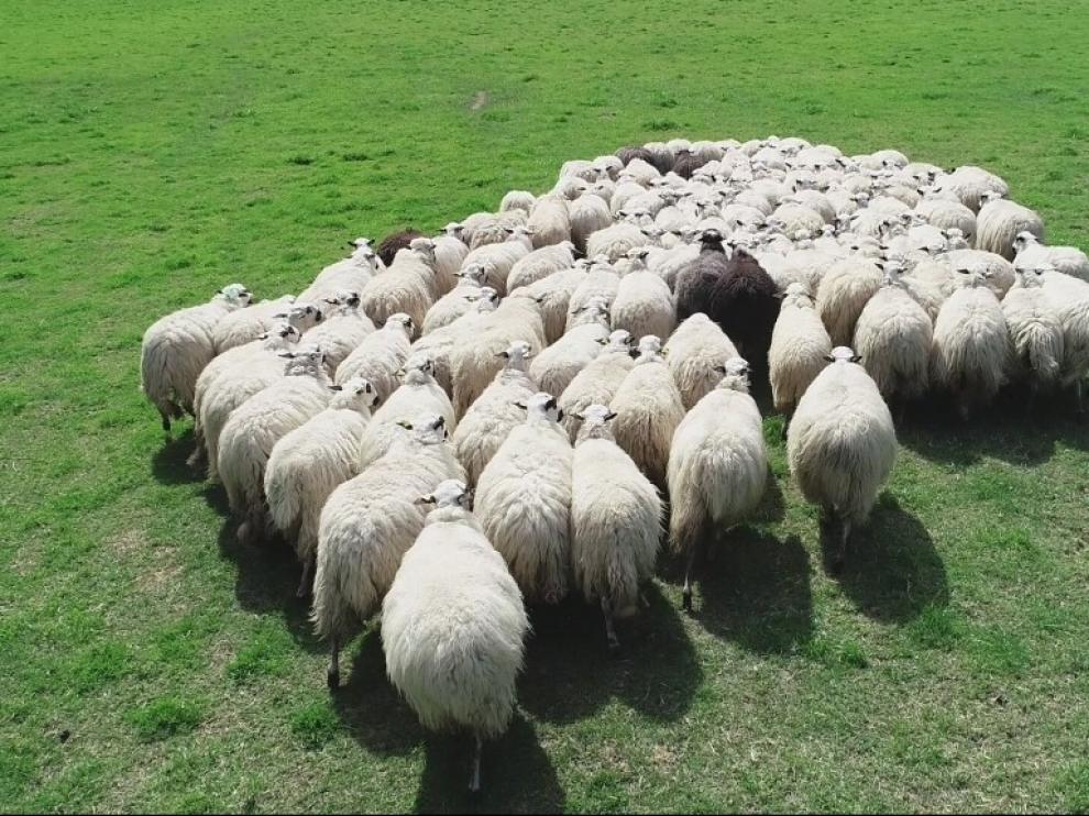 "Pastores aéreos" para vigilar los rebaños en los pastos de montaña de la Jacetania