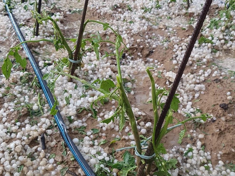 Una fuerte tormenta causa numerosos daños en cultivos de la zona de Buera y Colungo