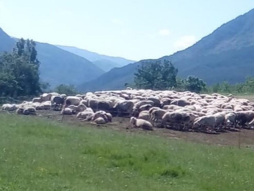 Los buitres acechan a un rebaño de ovejas en el municipio de Sopeira
