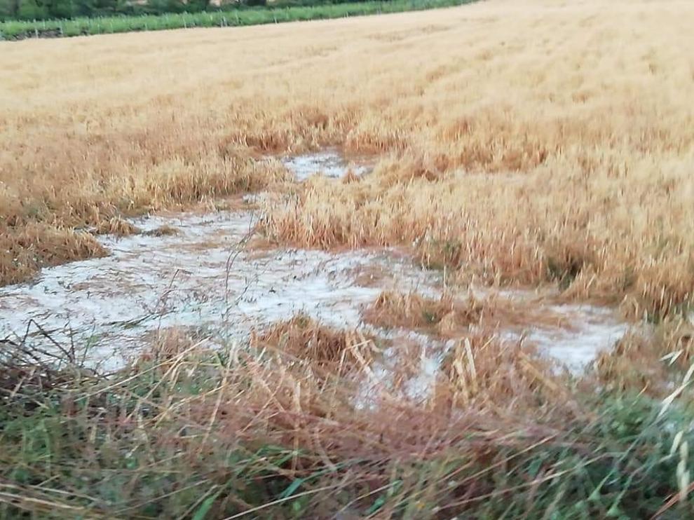 Pozán de Vero registra daños importes en cultivos de cereales