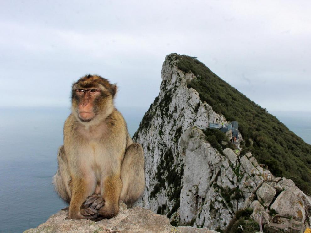 Tocar a los macacos será delito en Gibraltar